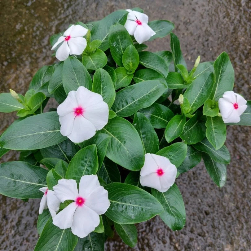 Weiß Rosa Immergrün Blumensamen zur Aussaat Create a Garten Schau Lovely Blüten