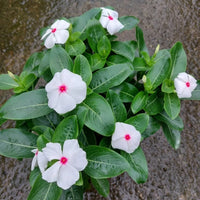 Weiß Rosa Immergrün Blumensamen zur Aussaat Create a Garten Schau Lovely Blüten