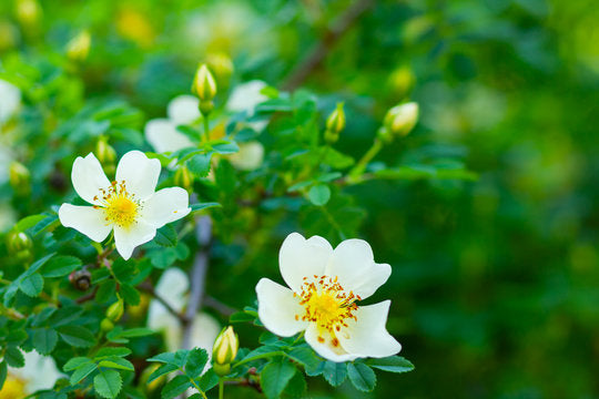 Weiß rosa canina blumen blooming in garten