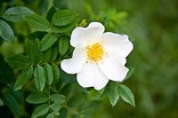 Non gmo weiß rosa canina samen