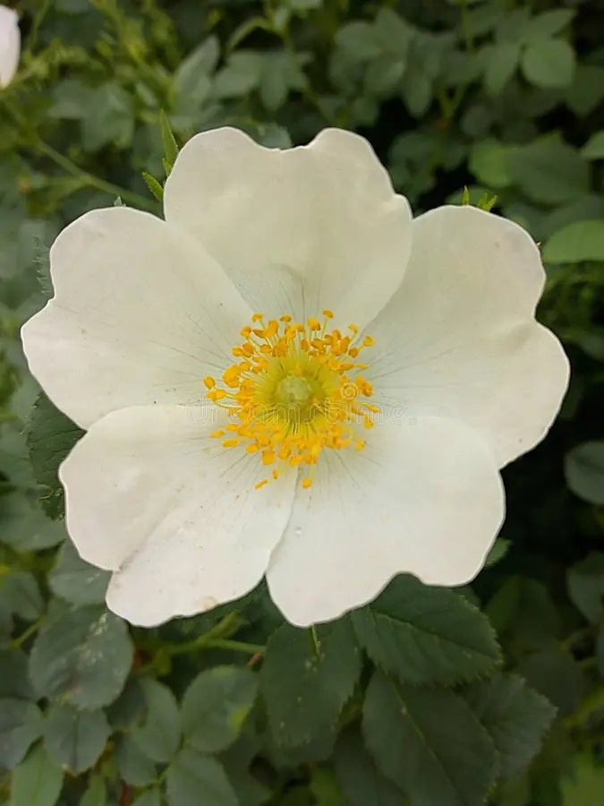 Ornamental weiß rosa canina flowering shrub