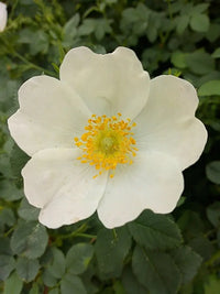 Ornamental weiß rosa canina flowering shrub