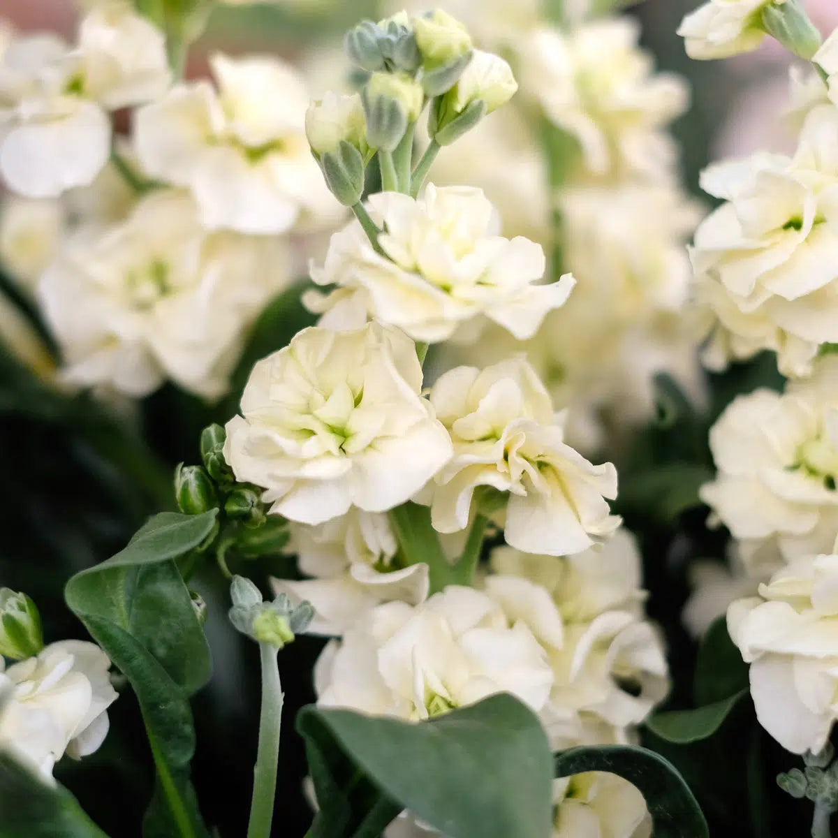 Fragrant weiß scented stock blooms