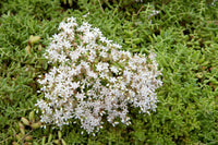 Weiß sedum acre ground cover in garten