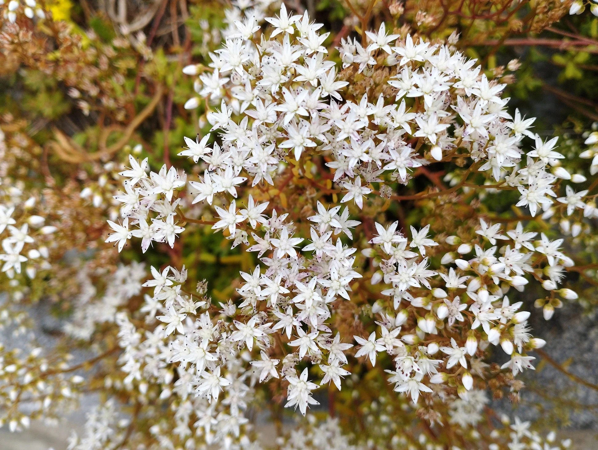 Non gmo weiß sedum acre samen