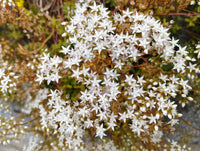 Non gmo weiß sedum acre samen