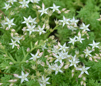 Ornamental weiß sedum acre succulent ground cover