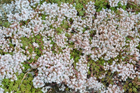 Weiß sedum acre pflanze samen for anpflanzung