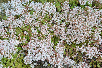 Weiß sedum acre pflanze samen for anpflanzung