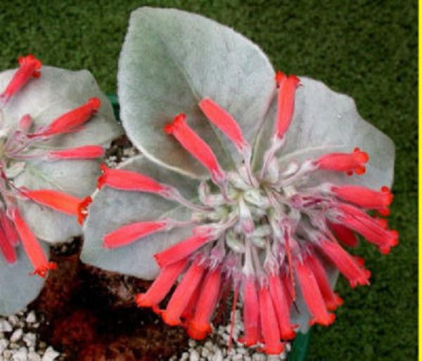Ornamental weiß sinningia leucotricha pflanze