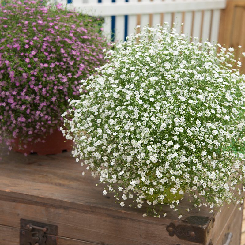 Weiß snow blume samen for anpflanzung