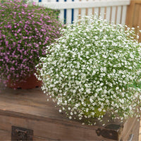 Weiß snow blume samen for anpflanzung