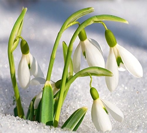 Non gmo weiß snowdrop samen