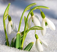Non gmo weiß snowdrop samen