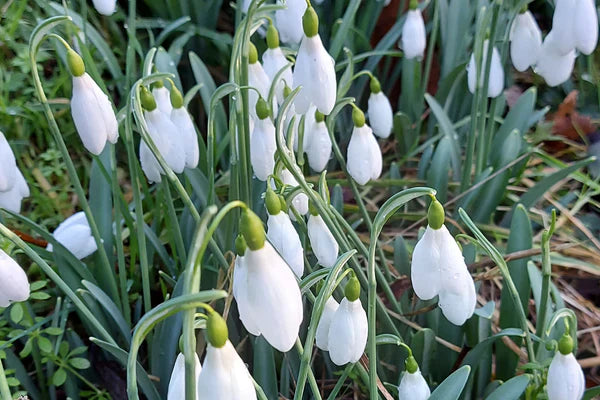 Ornamental weiß snowdrop early spring blume
