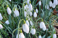 Ornamental weiß snowdrop early spring blume