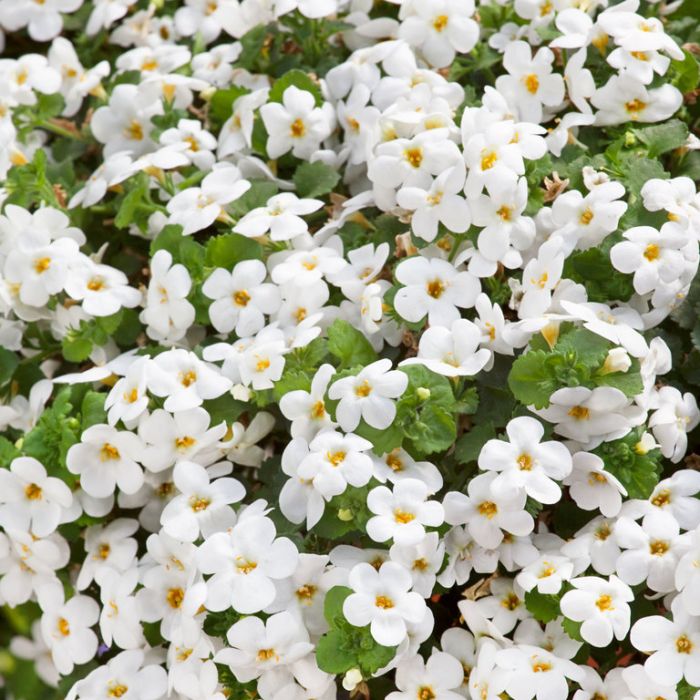 Ornamental weiß snowtopia flowering pflanze
