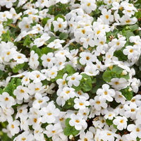 Ornamental weiß snowtopia flowering pflanze