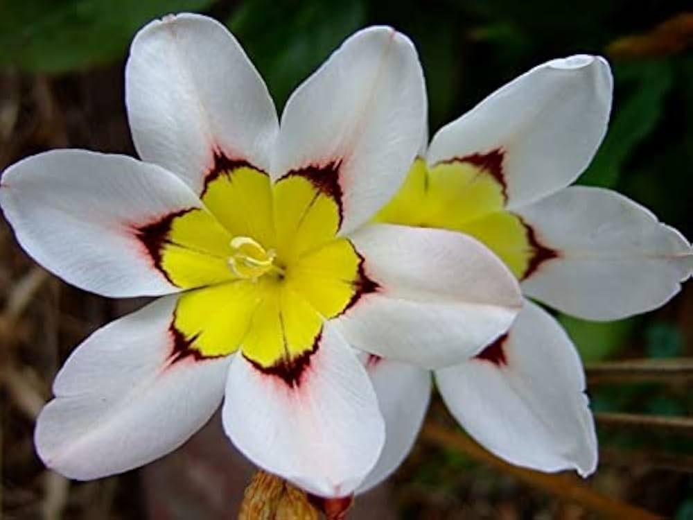 Non-gmo sparaxis tricolor samen