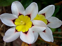 Non-gmo sparaxis tricolor samen
