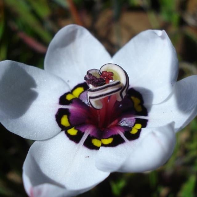 Ornamental sparaxis tricolor pflanze with weiß blooms
