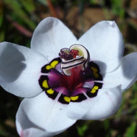 Ornamental sparaxis tricolor pflanze with weiß blooms