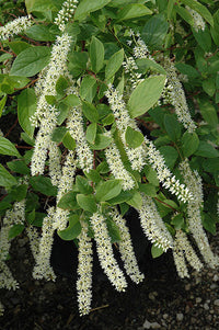 Ornamental weiß sweetspire flowering shrub