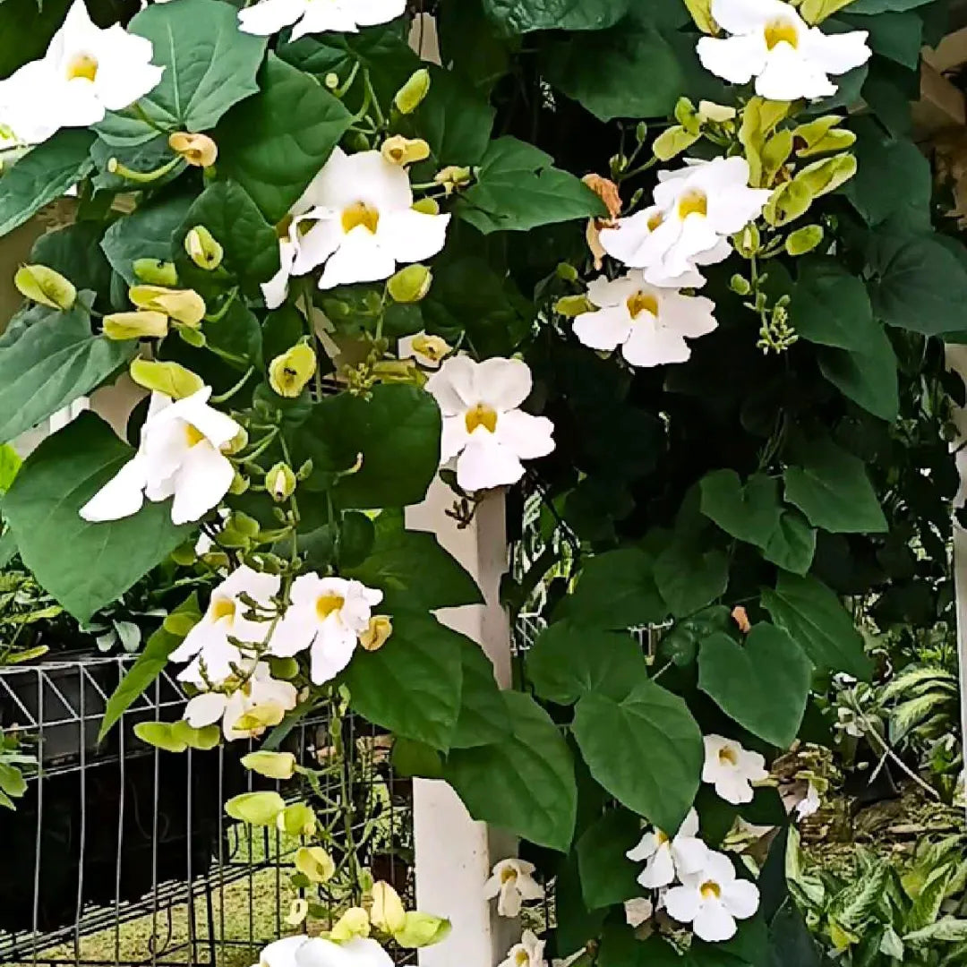 Weiß thunbergia alata climbing pflanze on trellis