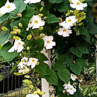 Weiß thunbergia alata climbing pflanze on trellis
