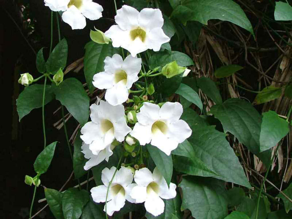 Weiß thunbergia alata vine in hanging basket