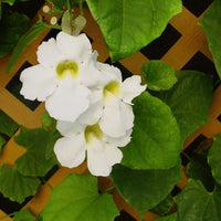 Non-gmo weiß thunbergia alata samen