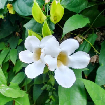 Weiß thunbergia alata blume samen for anpflanzung
