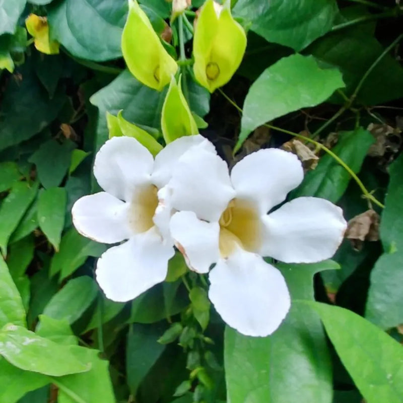 Weiß thunbergia alata blume samen for anpflanzung
