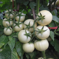 Weiß Tomate Samen für einfache Aussaat