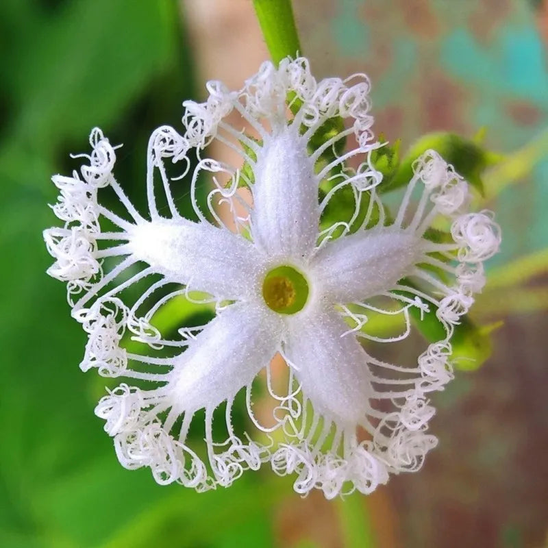 Weiß trichosanthes cucumerina snake gourds on vine