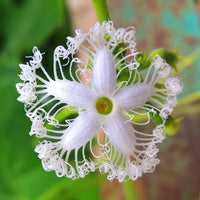 Weiß trichosanthes cucumerina snake gourds on vine