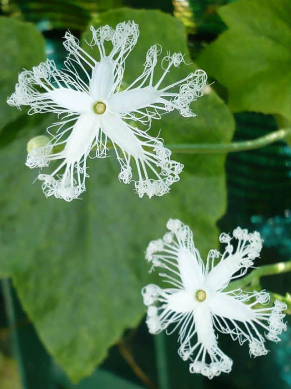 Non gmo weiß trichosanthes cucumerina samen