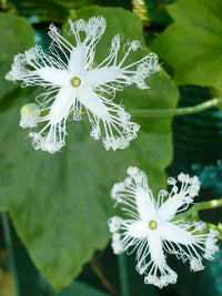 Non gmo weiß trichosanthes cucumerina samen