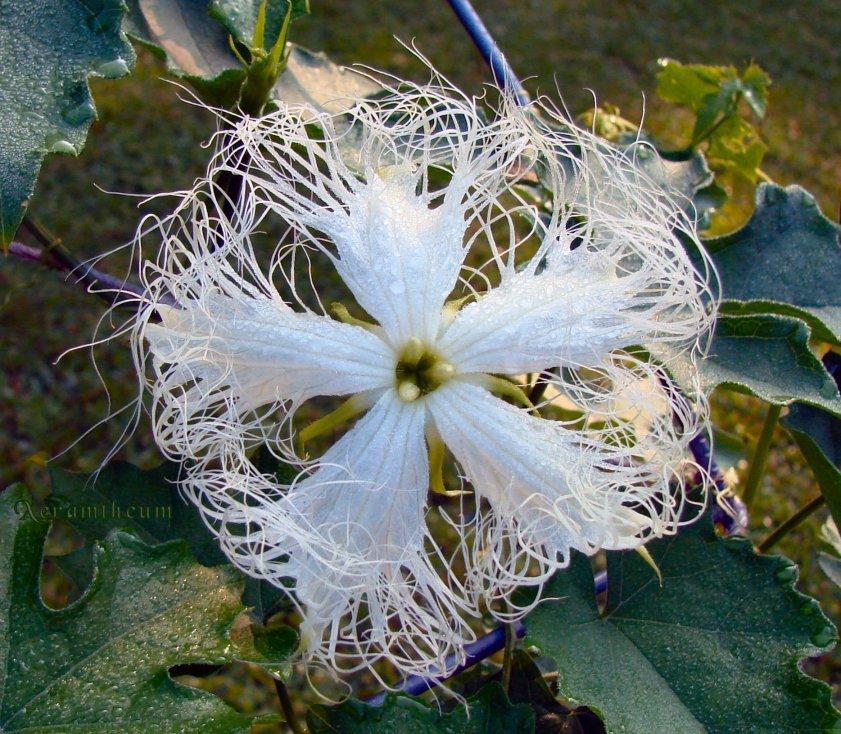 Trichosanthes cucumerina climbing vine growth