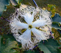 Trichosanthes cucumerina climbing vine growth