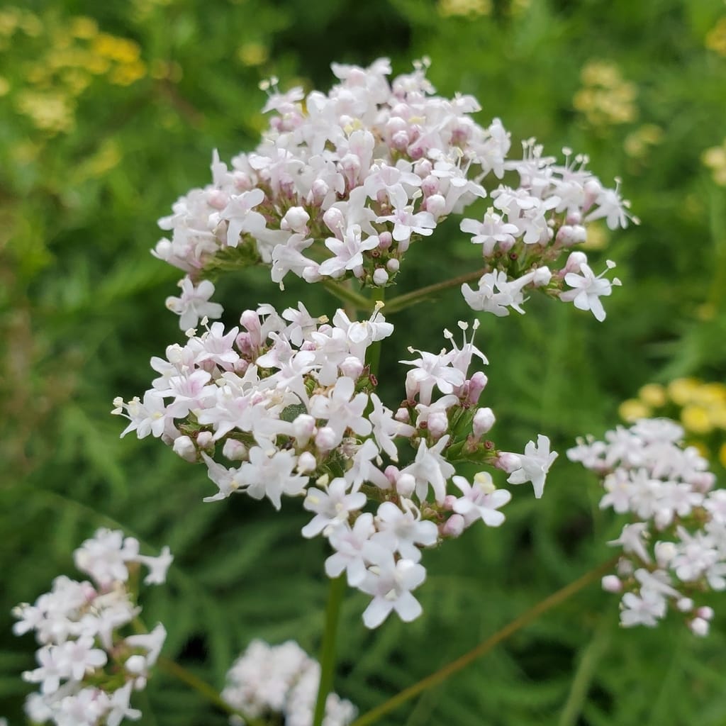 Non gmo weiß valeriana samen