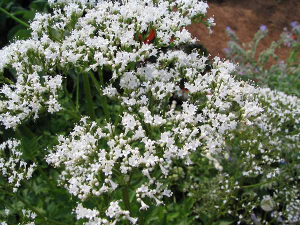 Ornamental weiß valeriana flowering pflanze