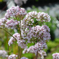 Weiß valeriana in pollinator garten