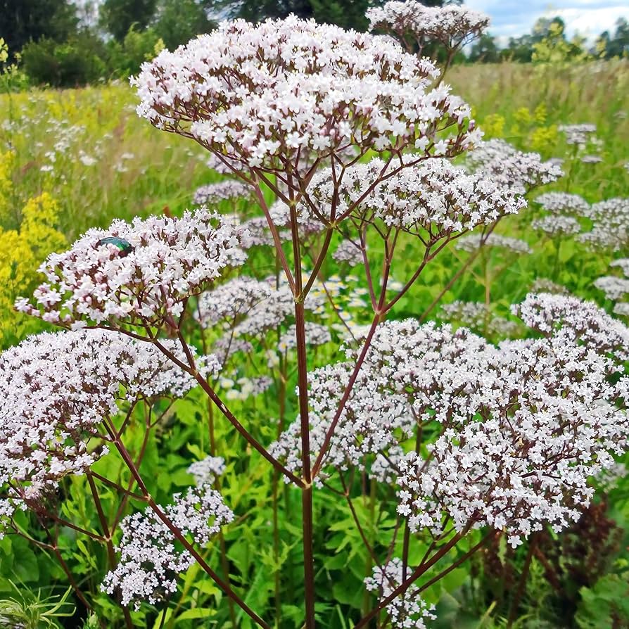 Weiß valeriana anpflanzung samen for garten success