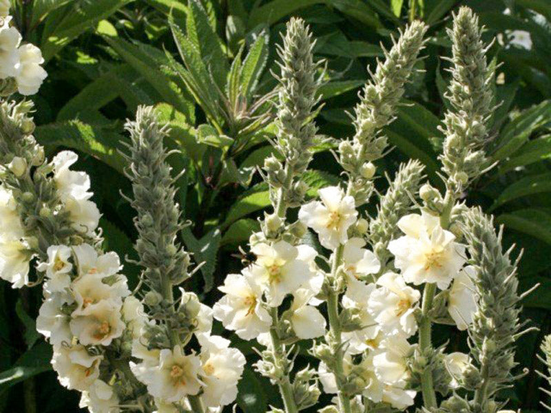 Weiß verbascum bride in cottage-style garten