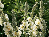 Weiß verbascum bride in cottage-style garten