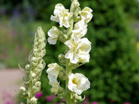 High germination weiß verbascum bride samen