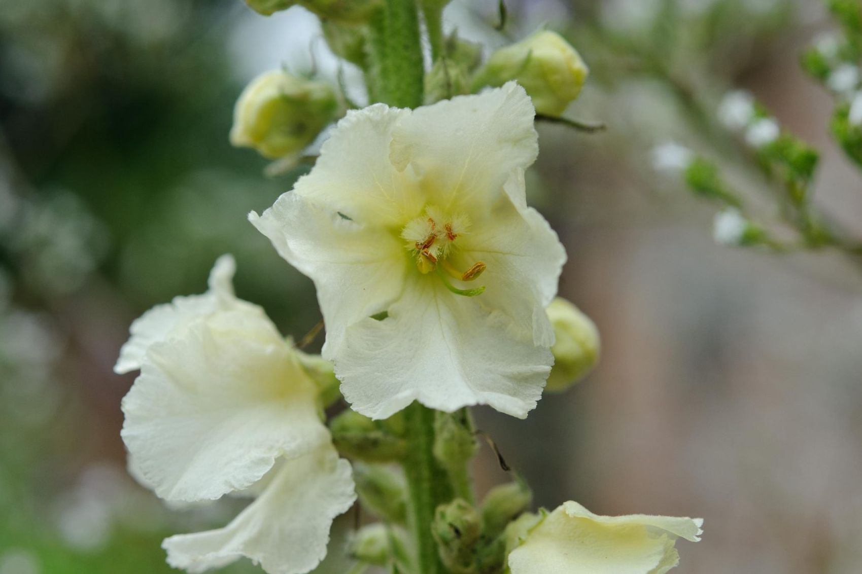Non gmo weiß verbascum bride samen