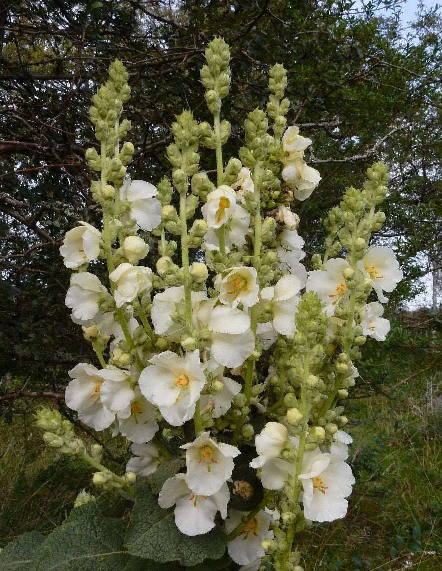Ornamental weiß verbascum bride flowering pflanze