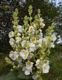 Ornamental weiß verbascum bride flowering pflanze